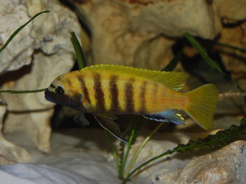 Maylandia sp. 'zebra gold' Kawanga